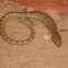 Madrean alligator lizard