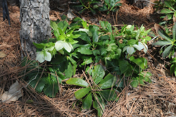 Spotting Image 1