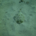 Lesser electric ray