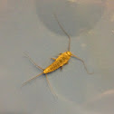 Silverfish
