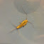 Silverfish