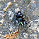 bold jumping spider