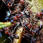 Meat ant