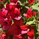 San Diego Red Bougainvillea