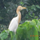 Cattle Egret  