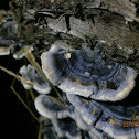 Turkey Tails?