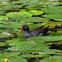 Common Moorhen