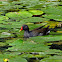 Common Moorhen