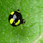 Cobweb Spider