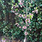 Florida Peach