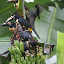 Collared Aracari