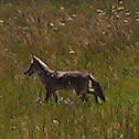 Coyote