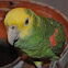 green parrot