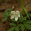 False Rue anemone