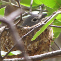 Plumbeous vireo