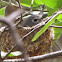 Plumbeous vireo