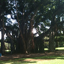 Banyon Tree