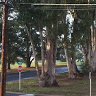 Eucalyptus