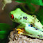 Red Eye Tree Frog