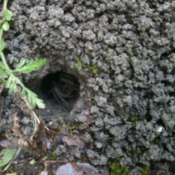 Spotting Image 1