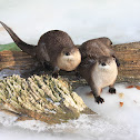 North American River Otter
