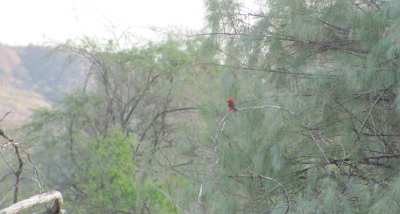 Spotting Image 1