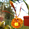 Psychopsis or Butterfly Orchid