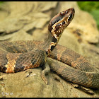 Western Cottonmouth