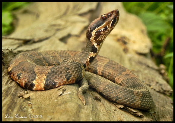 Spotting Image 1