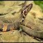 Western Cottonmouth