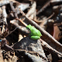 Pacific Tree Frog