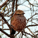Rufous-crowned Roller