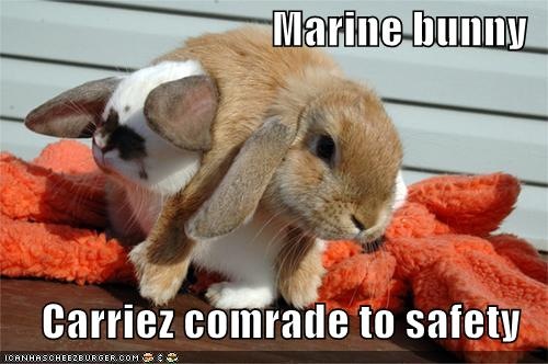 [funny-pictures-marine-bunny[4].jpg]