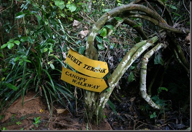 03 Canopy Walk (87)
