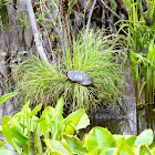 Painted Turtle