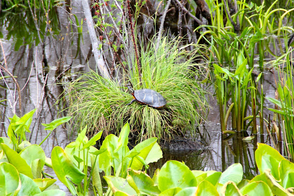 Spotting Image 1