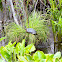 Painted Turtle