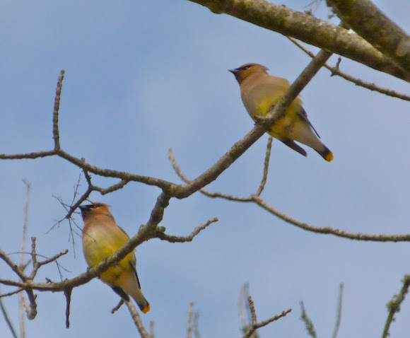 Spotting Image 1