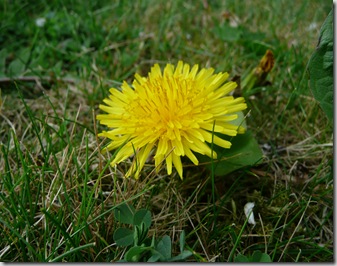 maj trädgård sol sommar 007