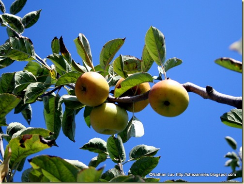 Apples on the Tree at Gizdich Ranch