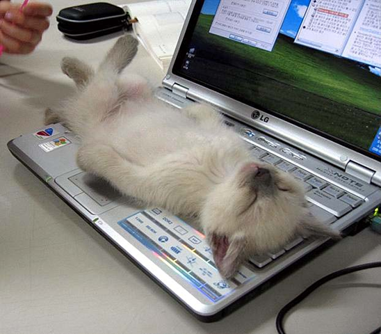 [crashed cat on computer[1].png]