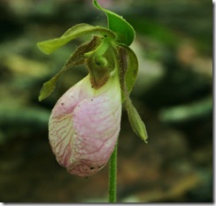 Lady Slipper