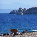Cow (Mucca)