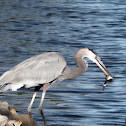 Great Blue Heron
