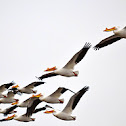 American White Pelican