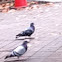 Pigeon