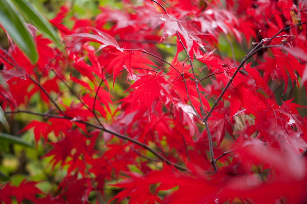 Japanese Maple
