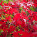 Japanese Maple