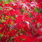 Japanese Maple