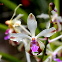 Orchid